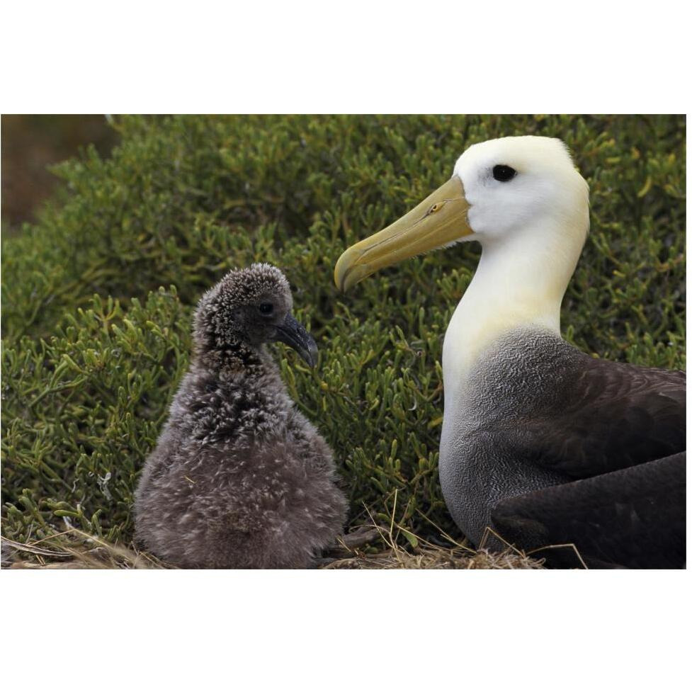 Waved Albatross guarding young chick, Galapagos Islands, Ecuador-Paper Art-62&quotx42"