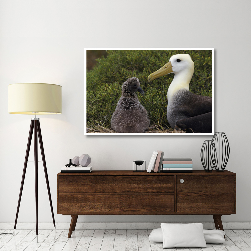 Waved Albatross guarding young chick, Galapagos Islands, Ecuador-Paper Art-62&quotx42"