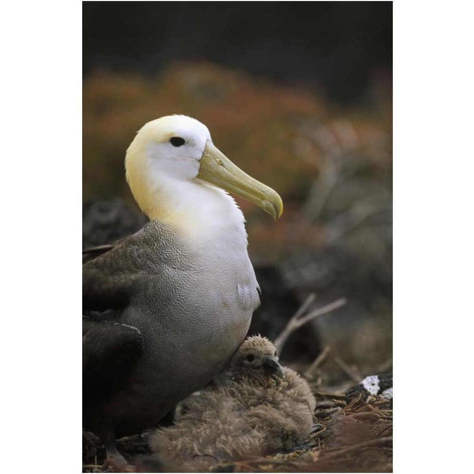 Waved Albatross guarding young chick, Galapagos Islands, Ecuador-Paper Art-14&quotx20"