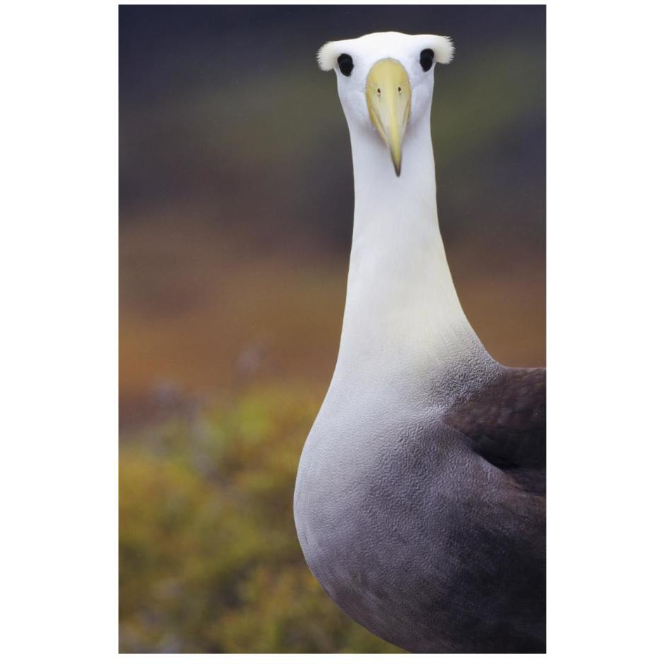 Waved Albatross adult in nesting colony, Galapagos Islands, Ecuador-Paper Art-18&quotx26"