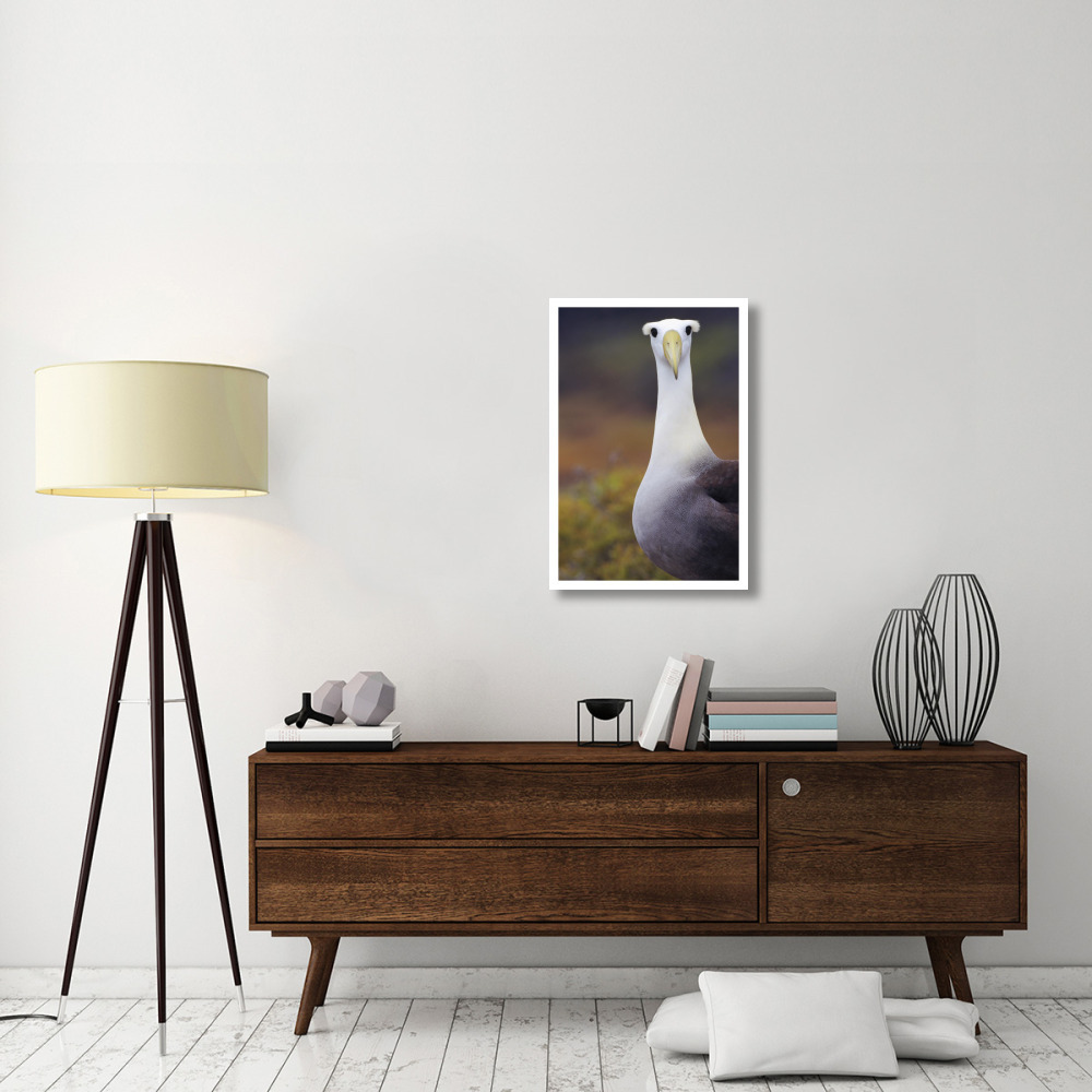 Waved Albatross adult in nesting colony, Galapagos Islands, Ecuador-Paper Art-22&quotx32"
