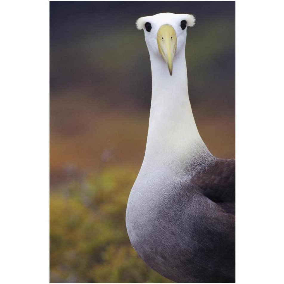Waved Albatross adult in nesting colony, Galapagos Islands, Ecuador-Paper Art-26&quotx38"