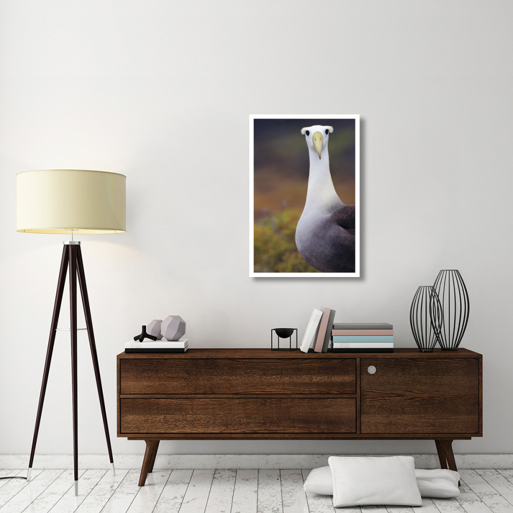 Waved Albatross adult in nesting colony, Galapagos Islands, Ecuador-Paper Art-26&quotx38"