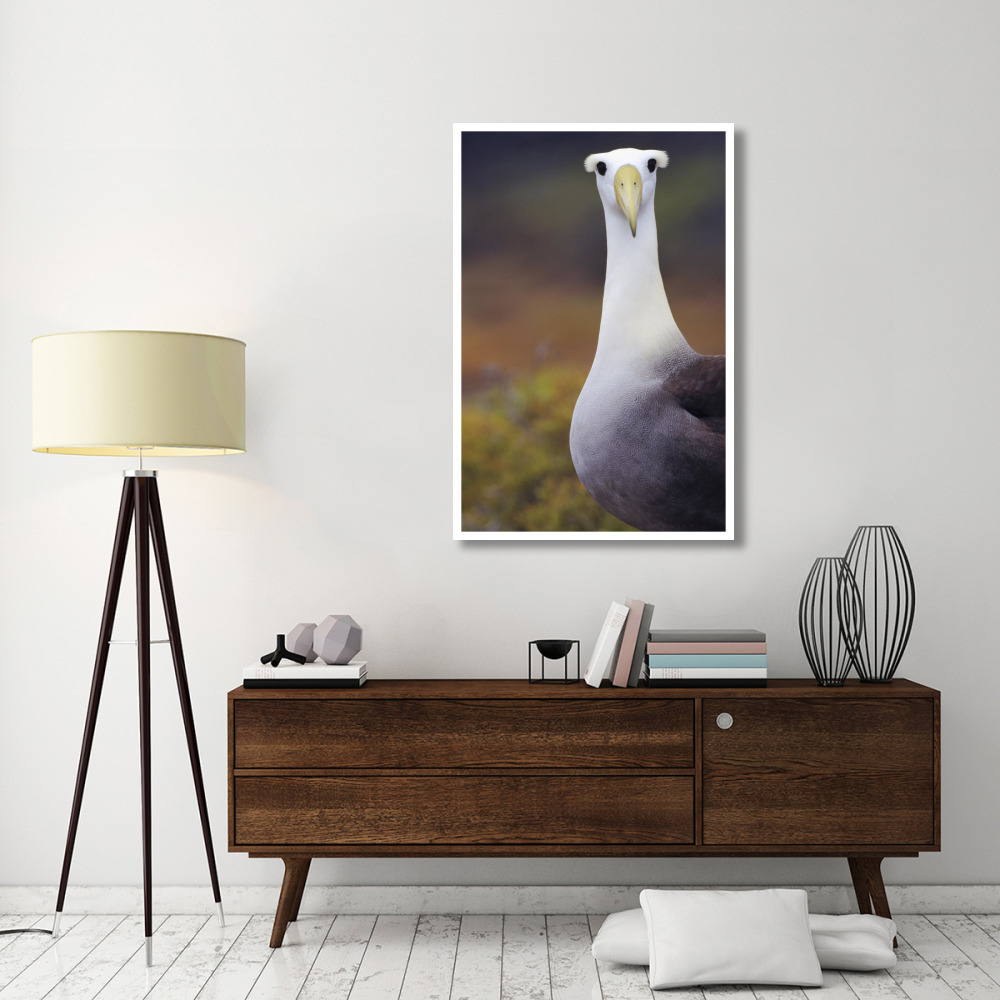 Waved Albatross adult in nesting colony, Galapagos Islands, Ecuador-Paper Art-34&quotx50"