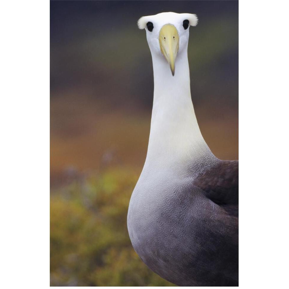 Waved Albatross adult in nesting colony, Galapagos Islands, Ecuador-Paper Art-42&quotx62"