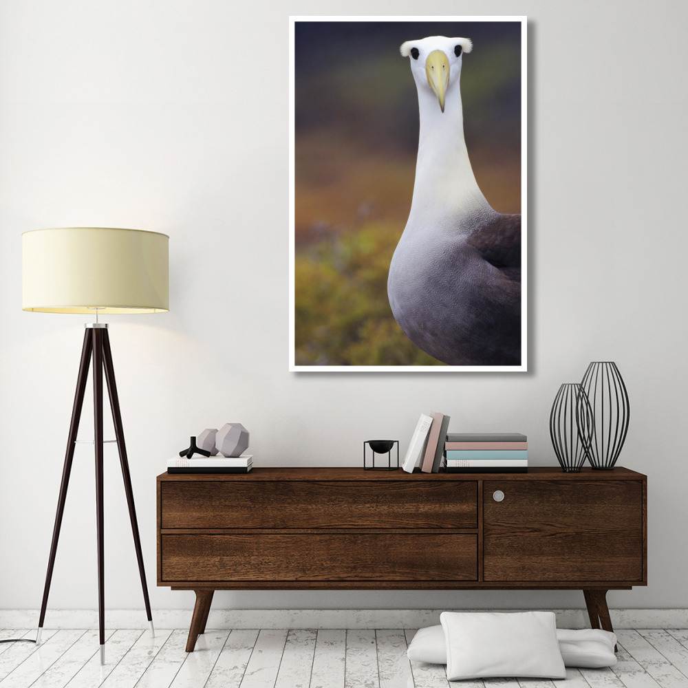 Waved Albatross adult in nesting colony, Galapagos Islands, Ecuador-Paper Art-42&quotx62"