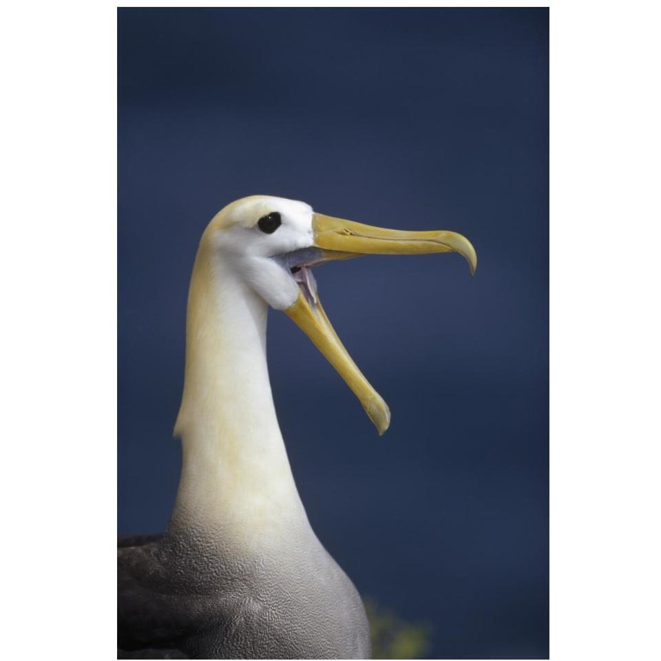 Waved Albatross courtship display, Galapagos Islands, Ecuador-Paper Art-14&quotx20"