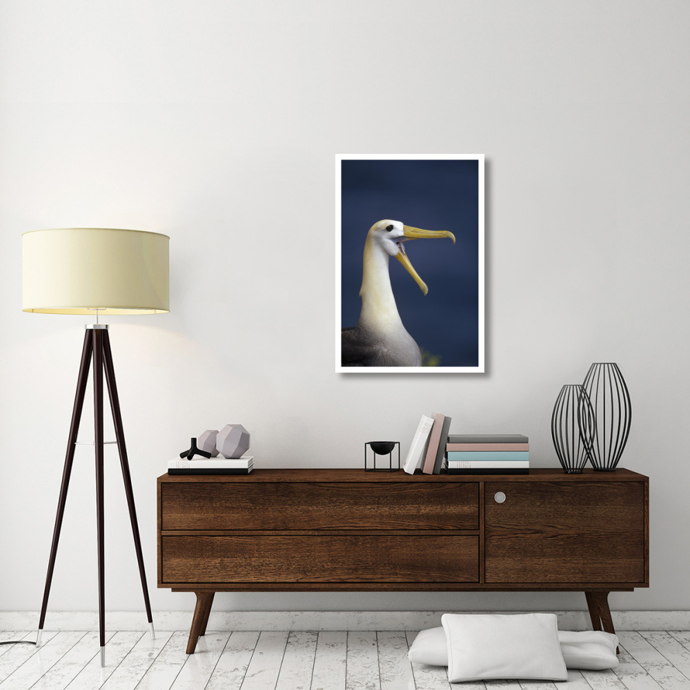 Waved Albatross courtship display, Galapagos Islands, Ecuador-Paper Art-26&quotx38"