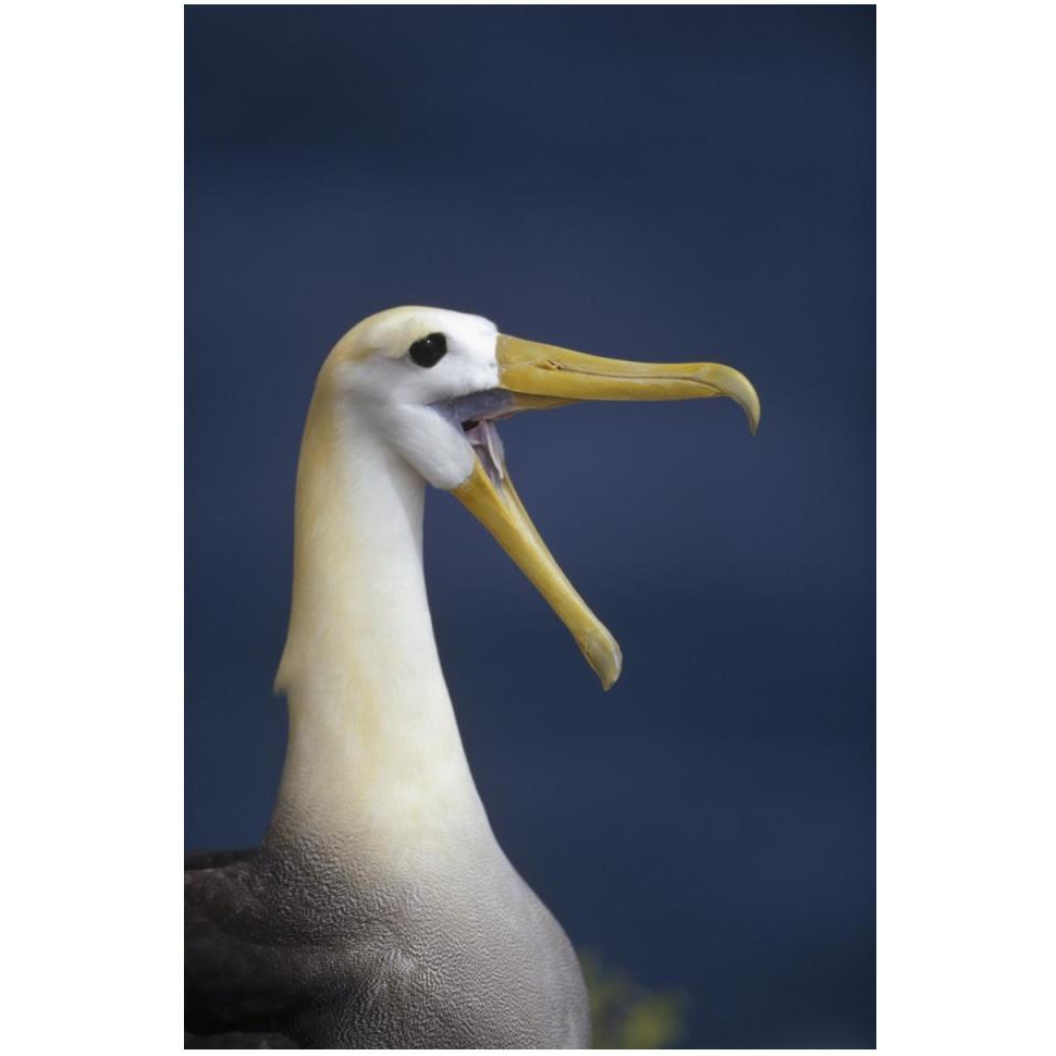 Waved Albatross courtship display, Galapagos Islands, Ecuador-Paper Art-34&quotx50"