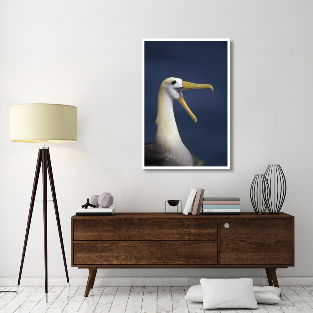Waved Albatross courtship display, Galapagos Islands, Ecuador-Paper Art-34&quotx50"