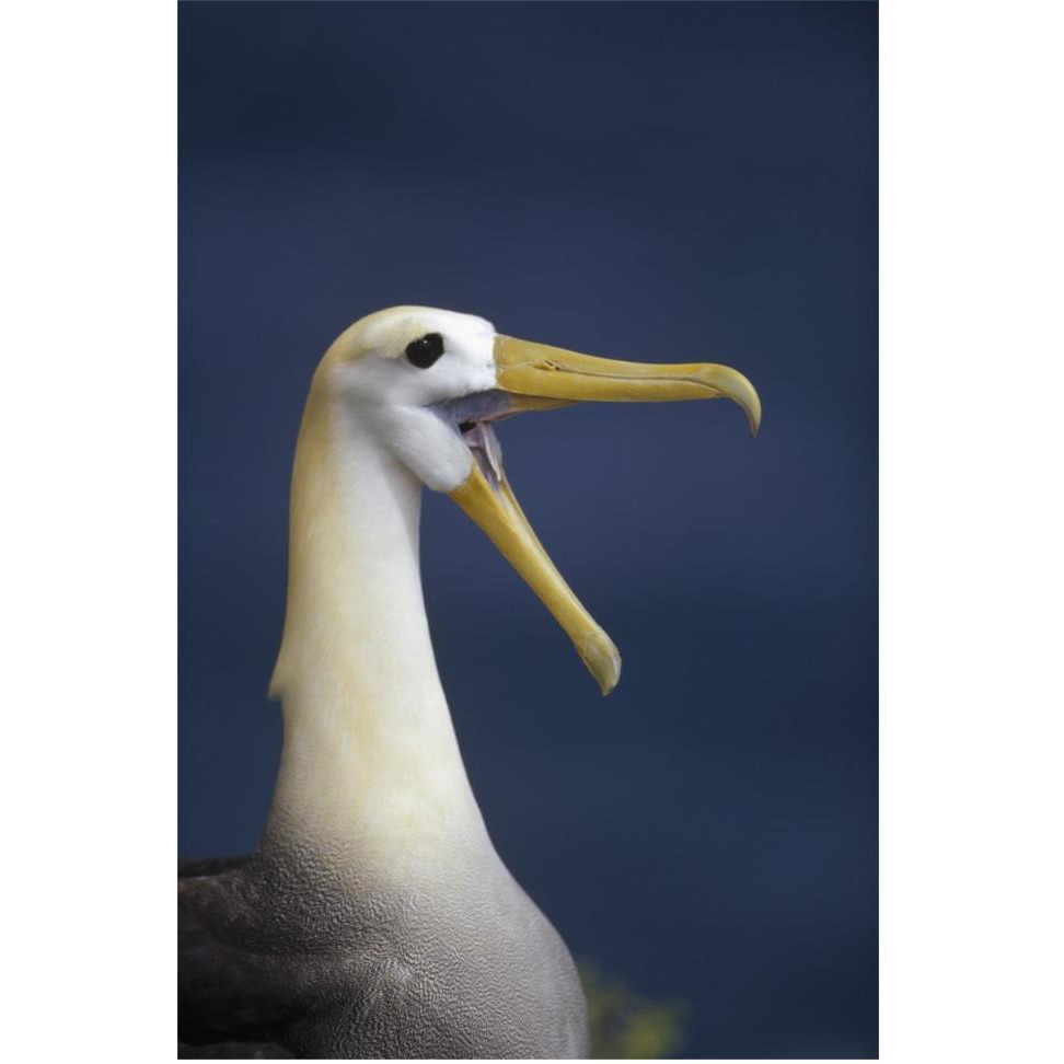 Waved Albatross courtship display, Galapagos Islands, Ecuador-Paper Art-42&quotx62"