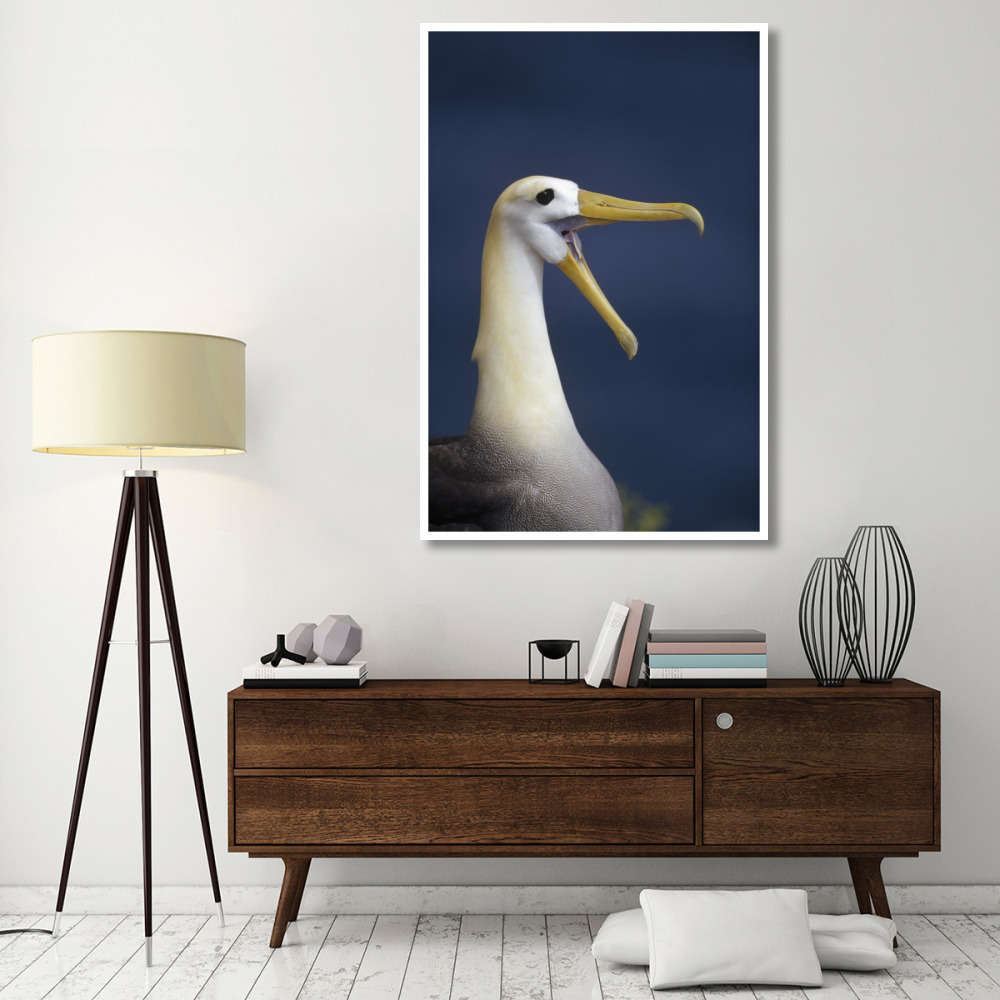 Waved Albatross courtship display, Galapagos Islands, Ecuador-Paper Art-42&quotx62"