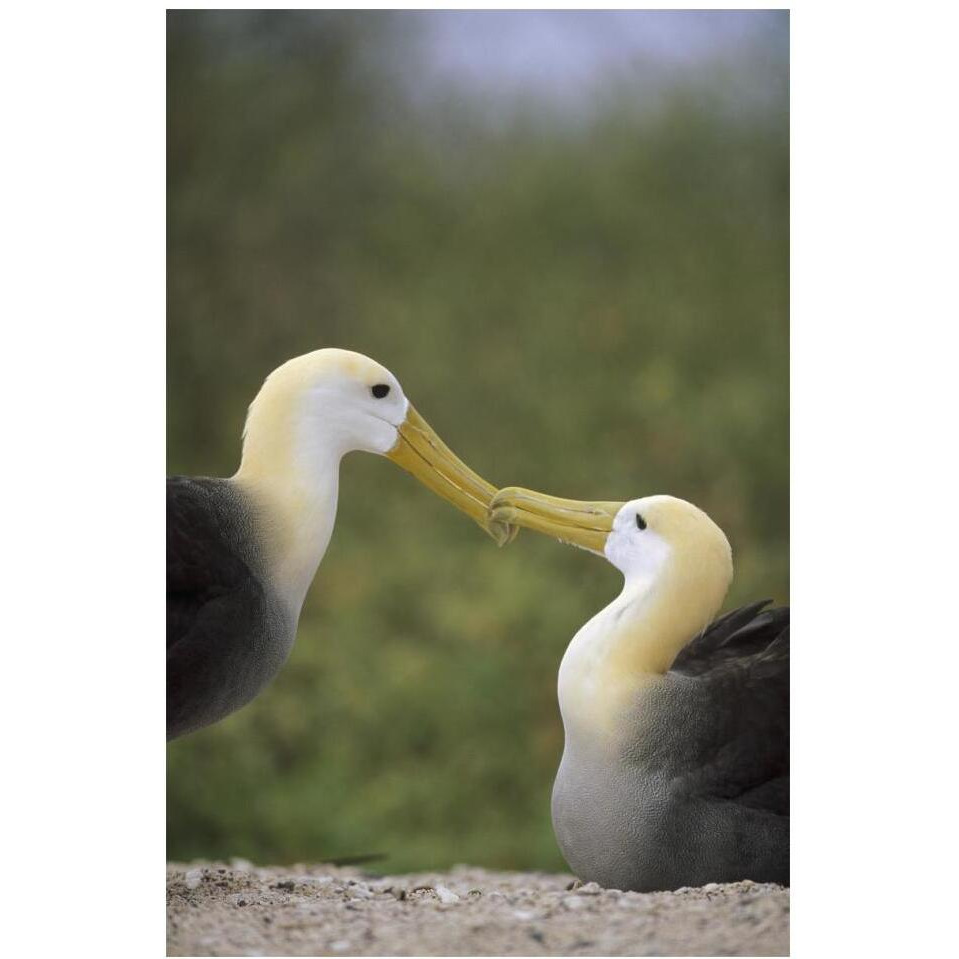Waved Albatross pair bonding, Galapagos Islands, Ecuador-Paper Art-14&quotx20"