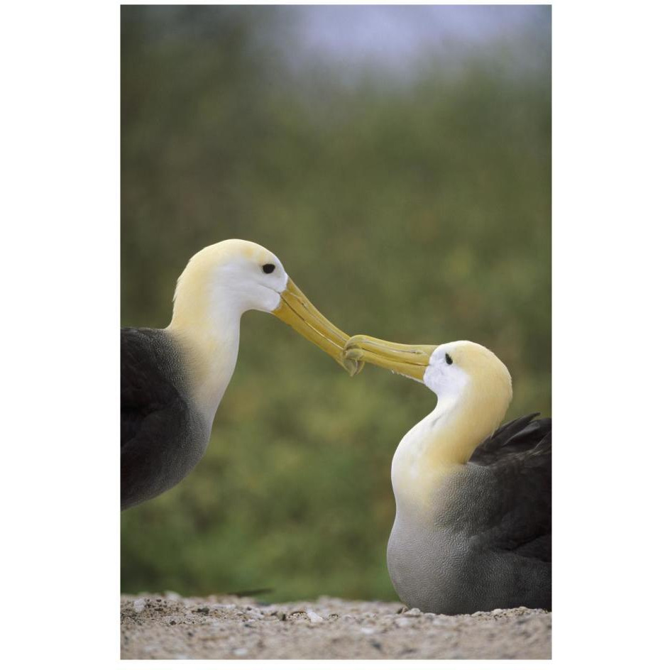 Waved Albatross pair bonding, Galapagos Islands, Ecuador-Paper Art-18&quotx26"
