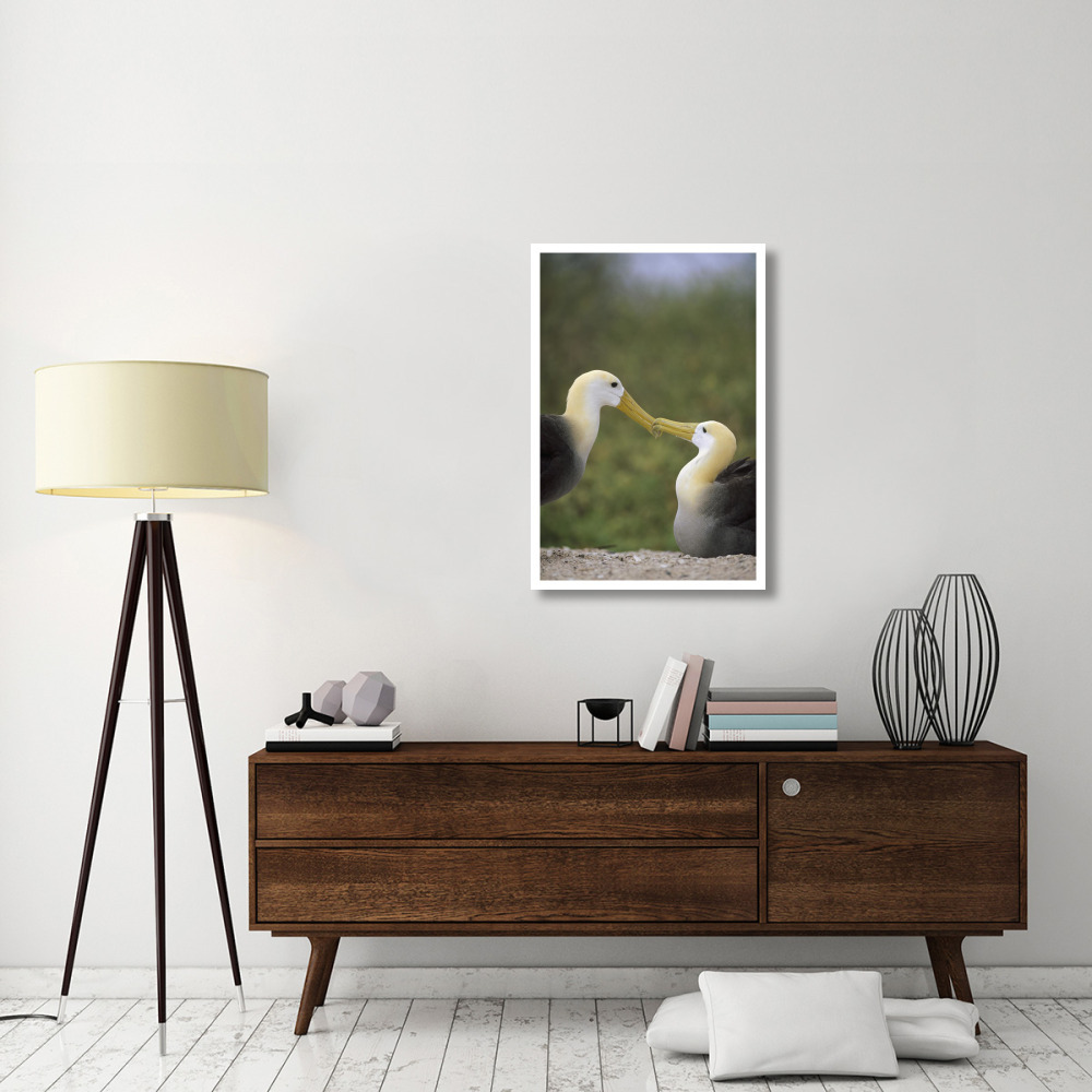 Waved Albatross pair bonding, Galapagos Islands, Ecuador-Paper Art-26&quotx38"