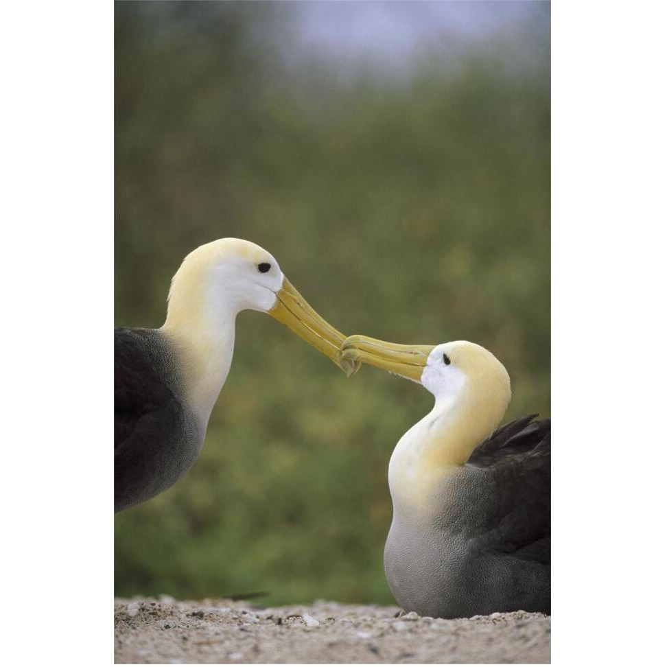 Waved Albatross pair bonding, Galapagos Islands, Ecuador-Paper Art-42&quotx62"