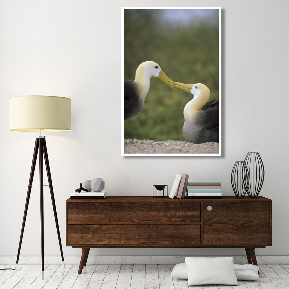 Waved Albatross pair bonding, Galapagos Islands, Ecuador-Paper Art-42&quotx62"