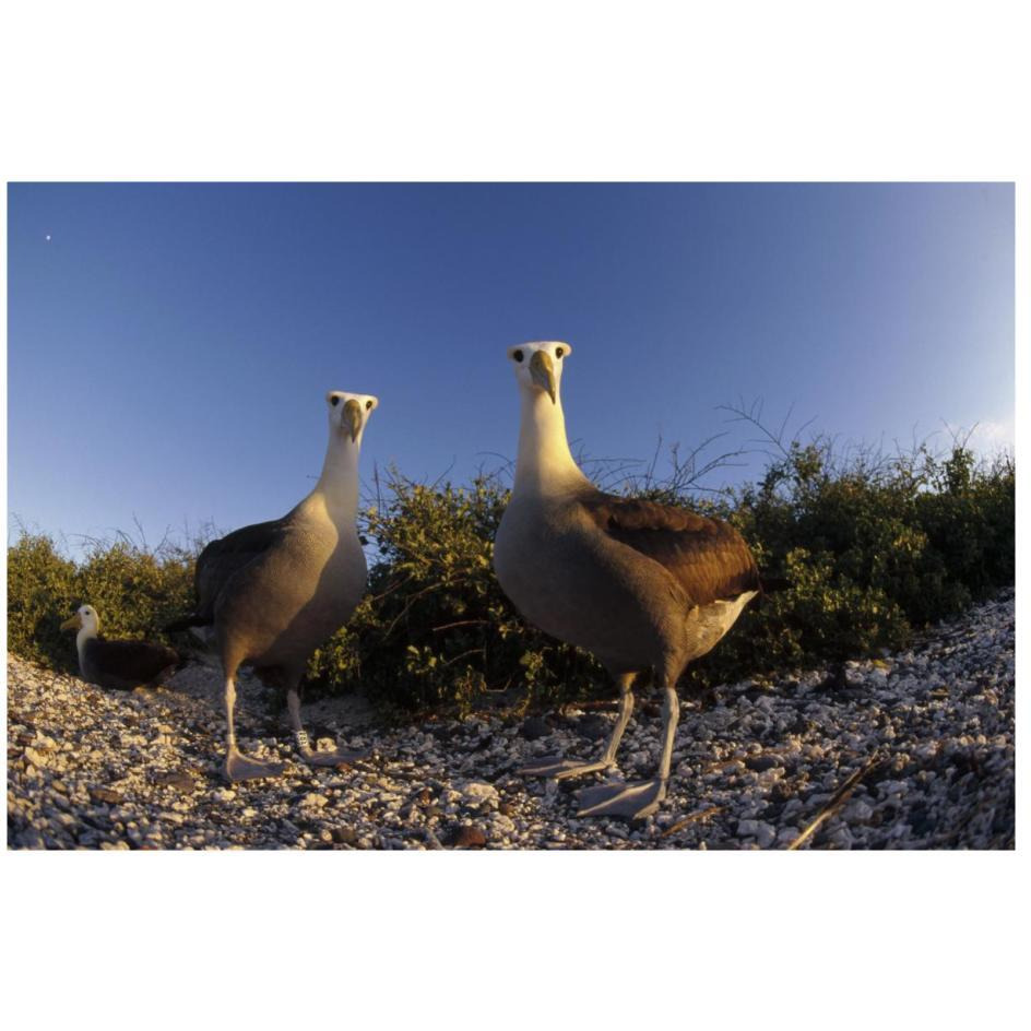Waved Albatross pair in nesting colony, Galapagos Islands, Ecuador-Paper Art-26&quotx18"
