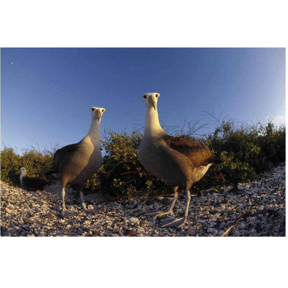 Waved Albatross pair in nesting colony, Galapagos Islands, Ecuador-Paper Art-62&quotx42"