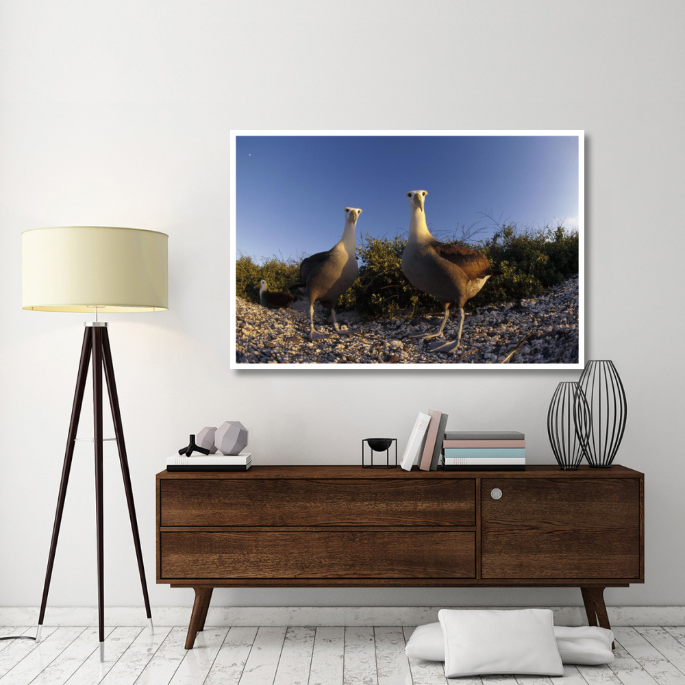 Waved Albatross pair in nesting colony, Galapagos Islands, Ecuador-Paper Art-62&quotx42"