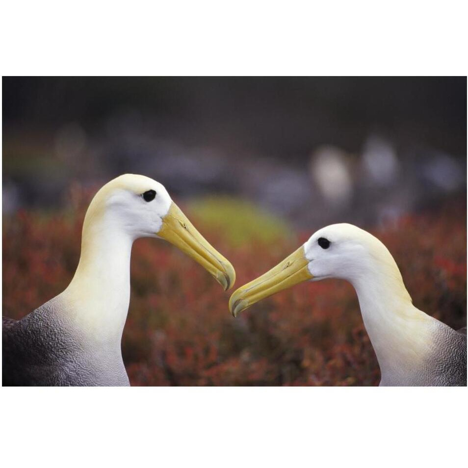 Waved Albatross courtship display, Galapagos Islands, Ecuador-Paper Art-20&quotx14"
