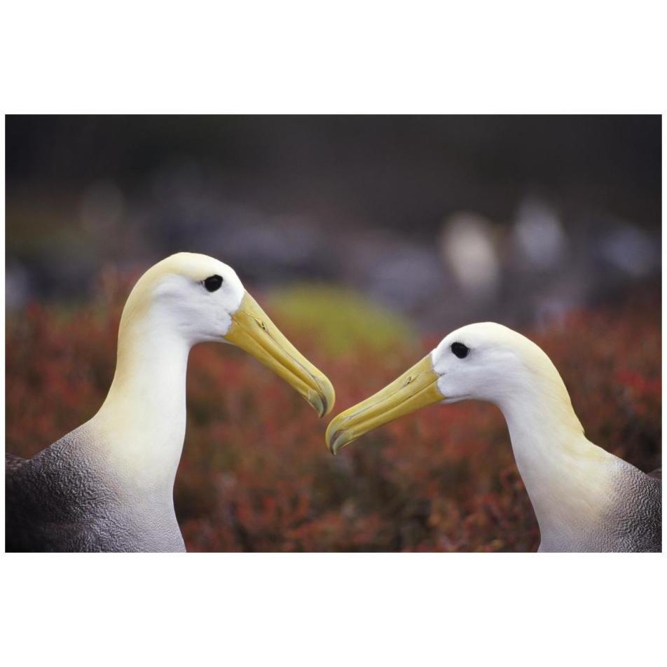 Waved Albatross courtship display, Galapagos Islands, Ecuador-Paper Art-32&quotx22"