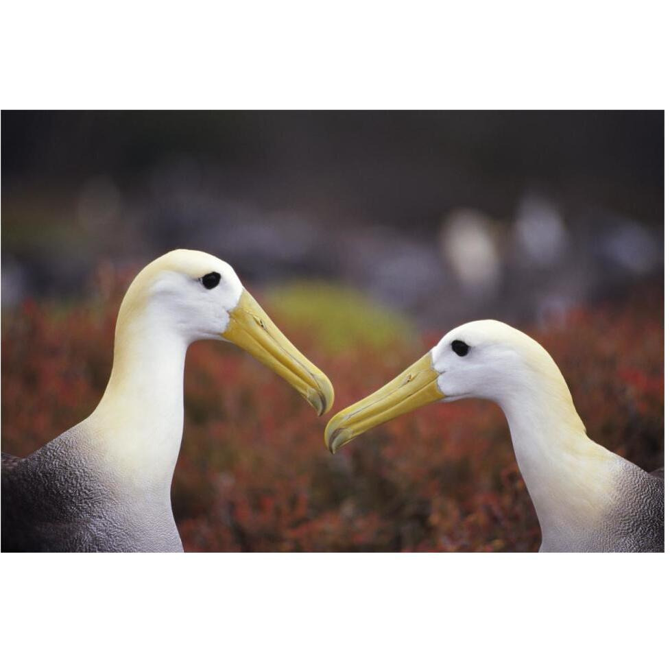 Waved Albatross courtship display, Galapagos Islands, Ecuador-Paper Art-62&quotx42"