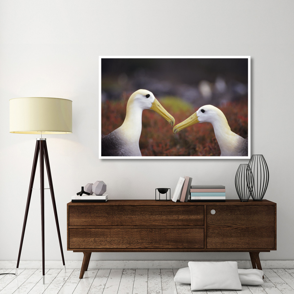 Waved Albatross courtship display, Galapagos Islands, Ecuador-Paper Art-62&quotx42"