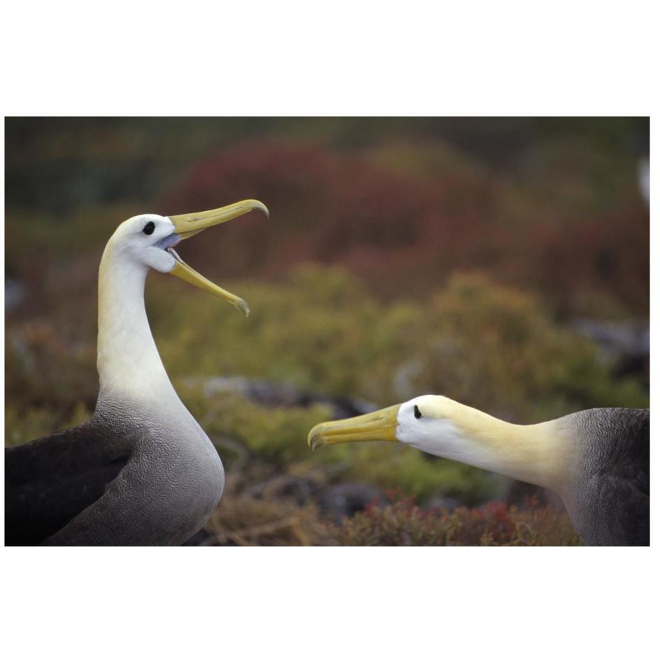 Waved Albatross courtship display sequence, Galapagos Islands, Ecuador-Paper Art-26&quotx18"