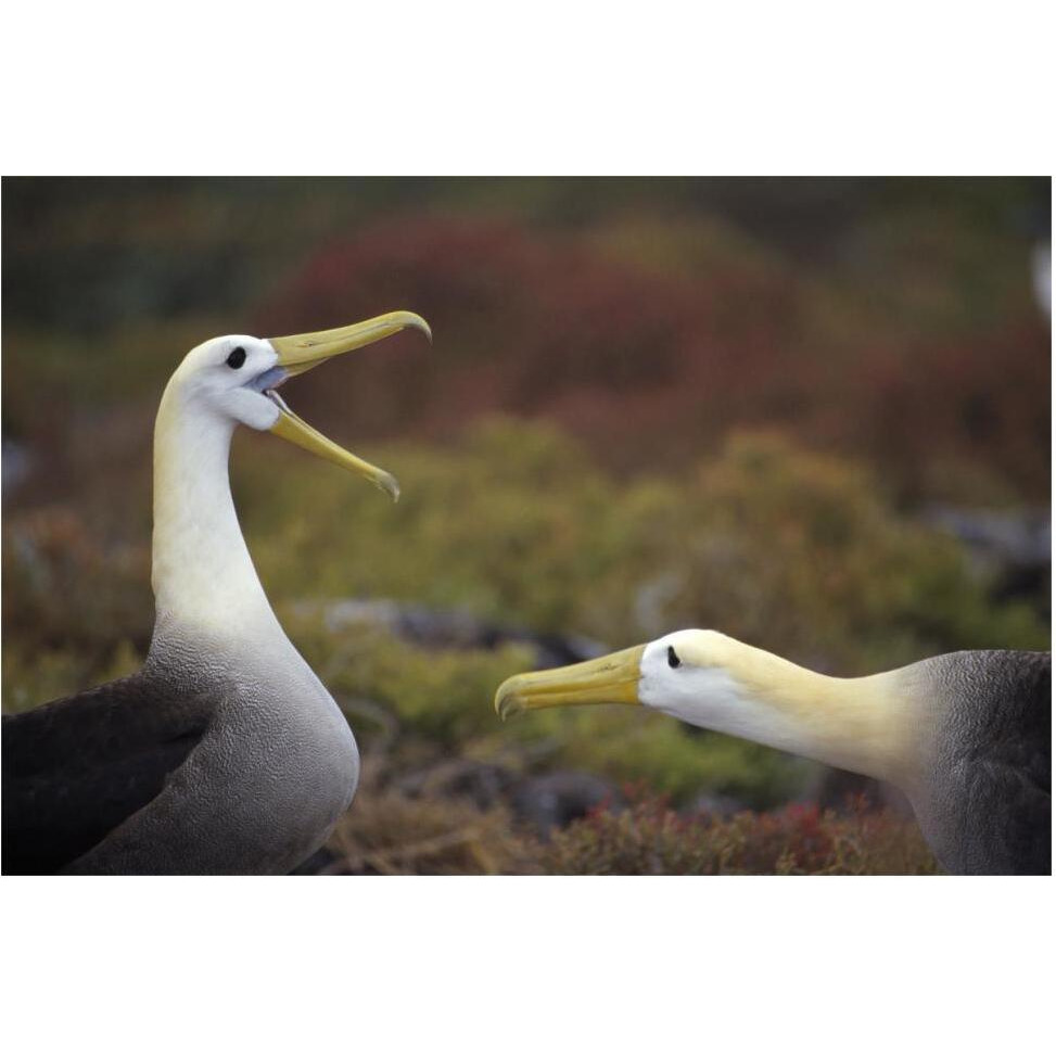 Waved Albatross courtship display sequence, Galapagos Islands, Ecuador-Paper Art-62&quotx42"