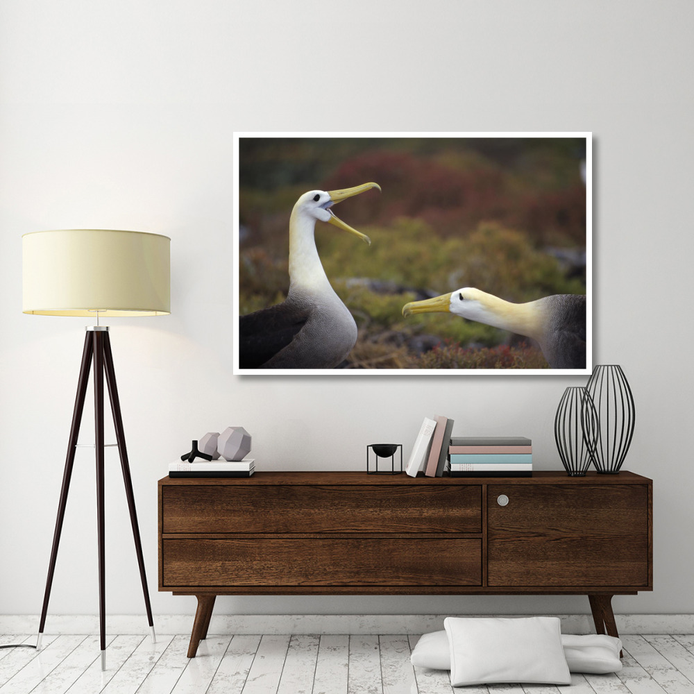 Waved Albatross courtship display sequence, Galapagos Islands, Ecuador-Paper Art-62&quotx42"