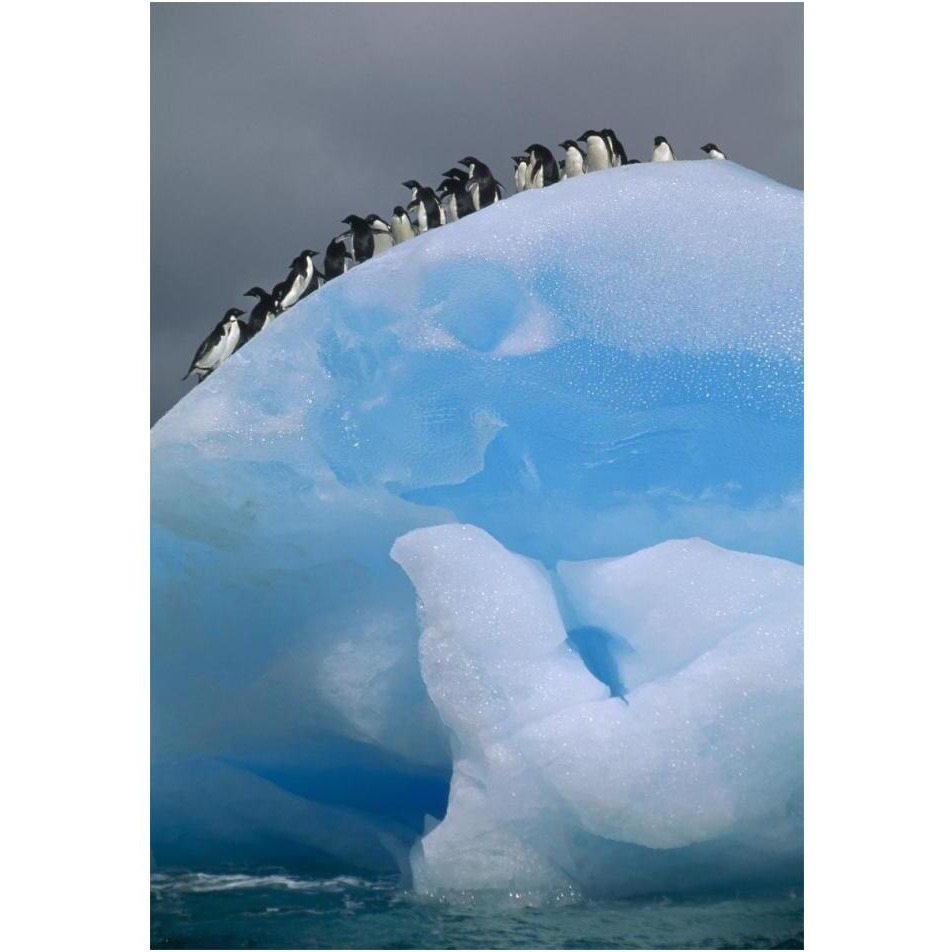 Adelie Penguin group resting on blue, Antarctica-Paper Art-14&quotx20"