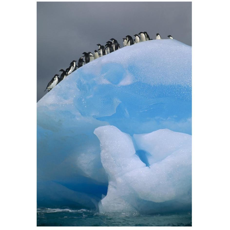 Adelie Penguin group resting on blue, Antarctica-Paper Art-18&quotx26"