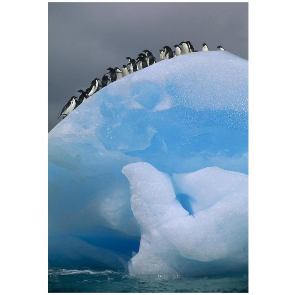 Adelie Penguin group resting on blue, Antarctica-Paper Art-22&quotx32"
