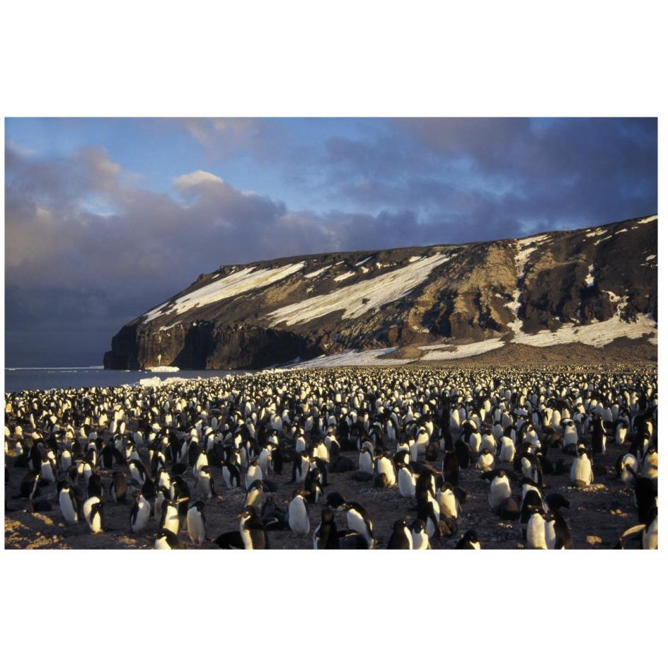 Adelie Penguin dense colony, late summer, Cape Adare,  Antarctica-Paper Art-26&quotx18"