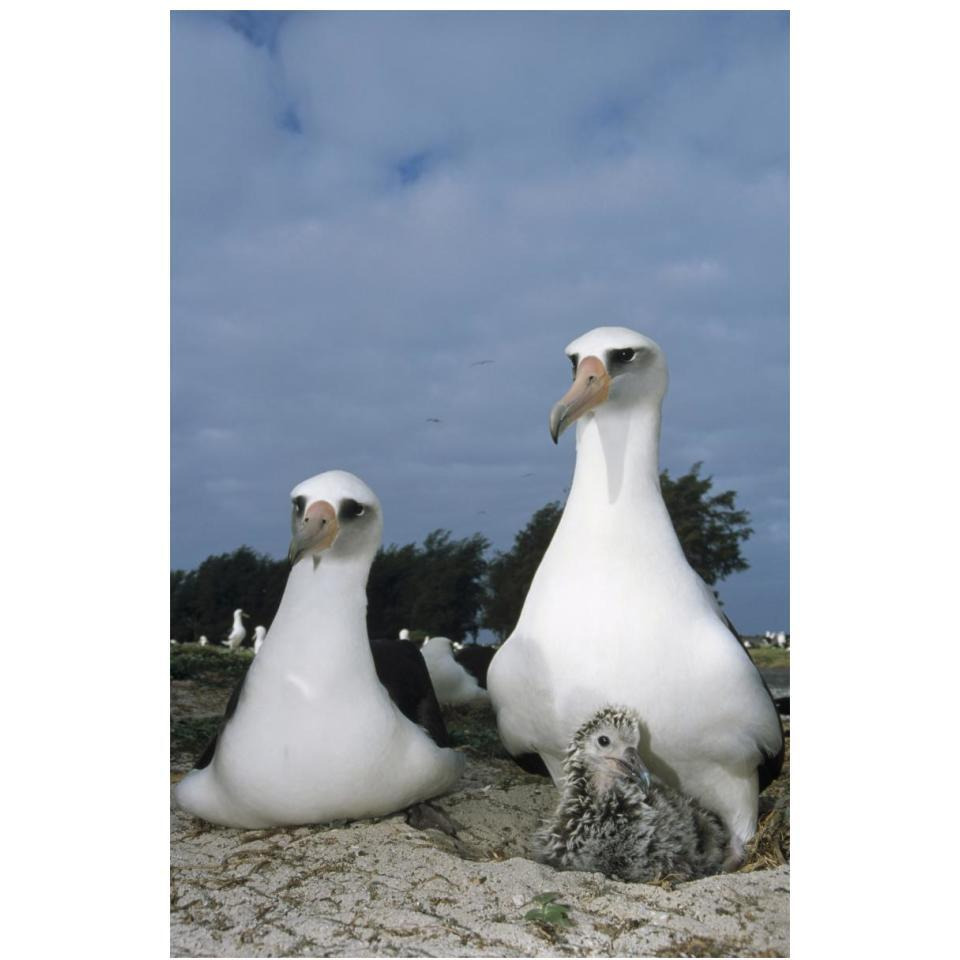 Laysan Albatross parents exchanging chick guarding duties, Midway Atoll, Hawaii-Paper Art-14&quotx20"