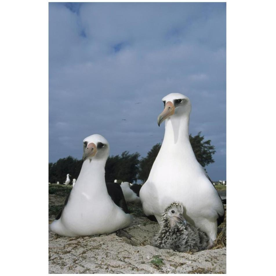Laysan Albatross parents exchanging chick guarding duties, Midway Atoll, Hawaii-Paper Art-22&quotx32"