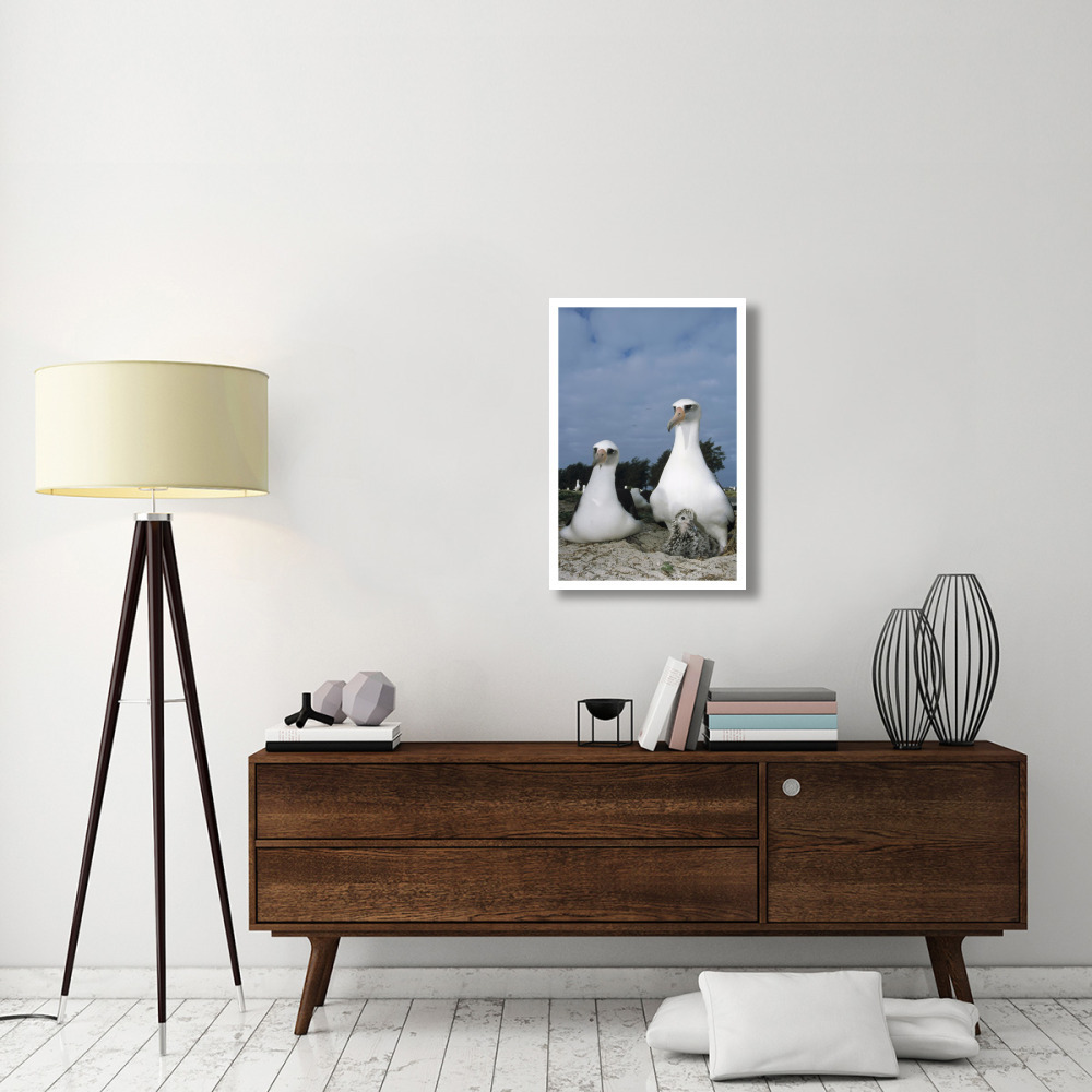Laysan Albatross parents exchanging chick guarding duties, Midway Atoll, Hawaii-Paper Art-22&quotx32"