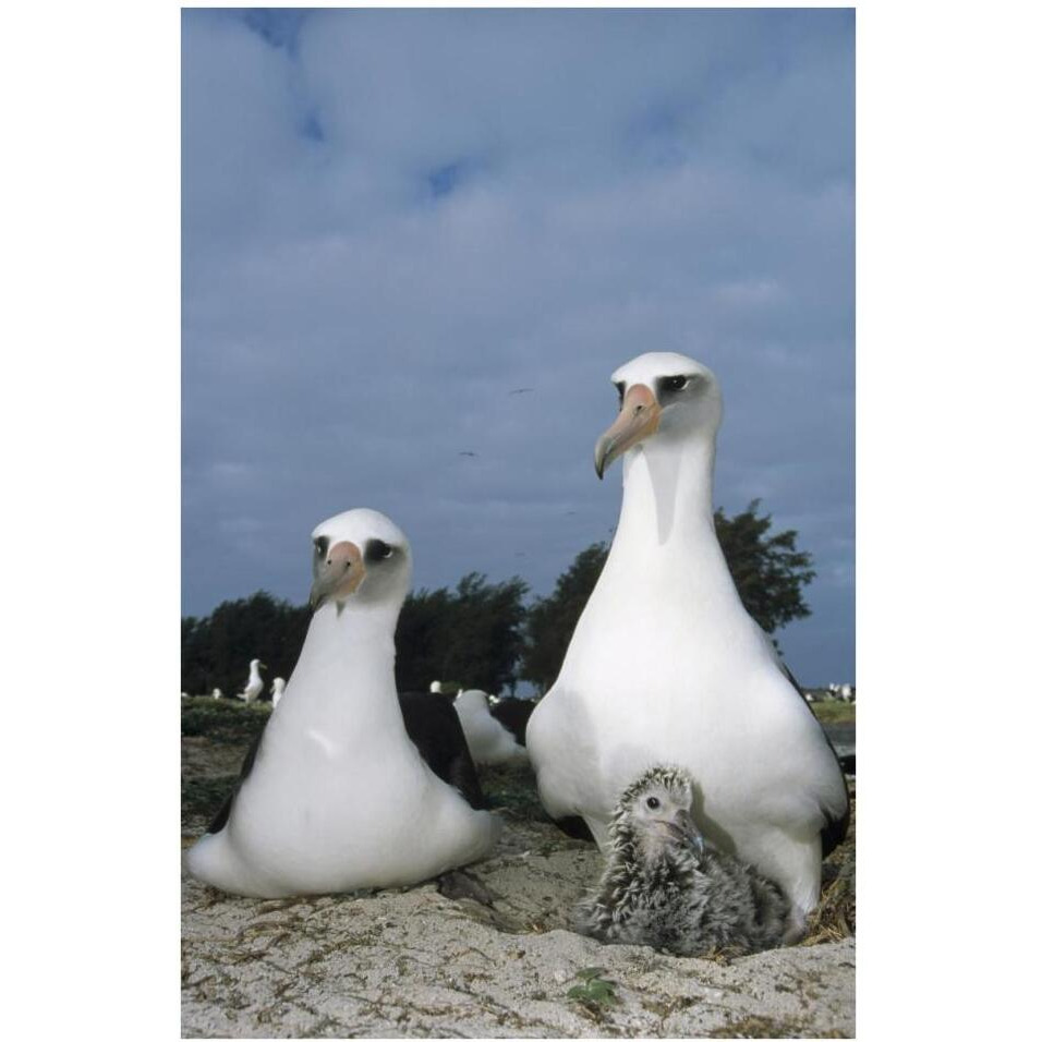 Laysan Albatross parents exchanging chick guarding duties, Midway Atoll, Hawaii-Paper Art-26&quotx38"