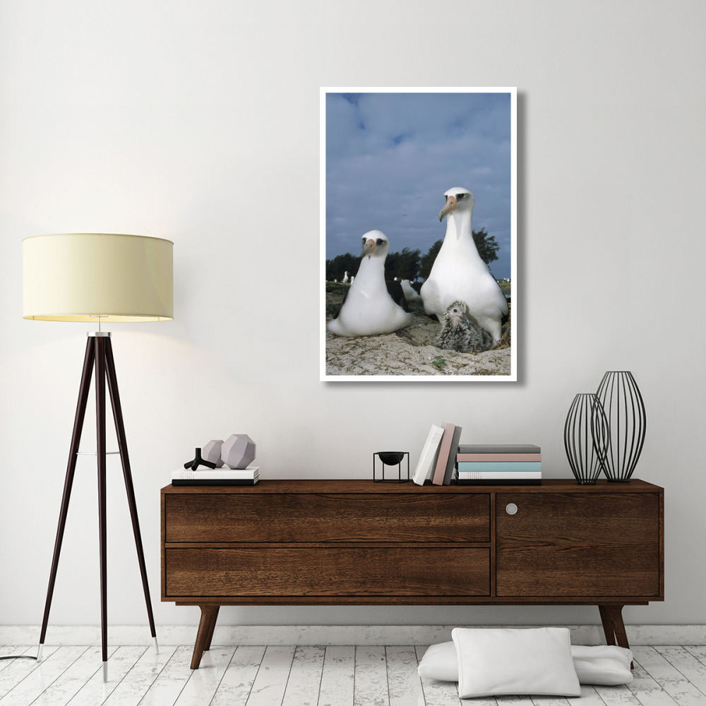 Laysan Albatross parents exchanging chick guarding duties, Midway Atoll, Hawaii-Paper Art-34&quotx50"