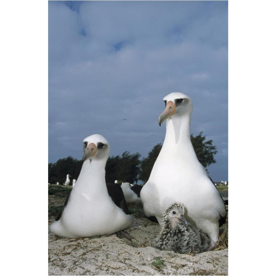 Laysan Albatross parents exchanging chick guarding duties, Midway Atoll, Hawaii-Paper Art-42&quotx62"