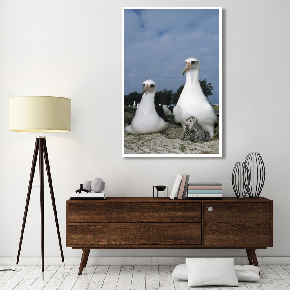 Laysan Albatross parents exchanging chick guarding duties, Midway Atoll, Hawaii-Paper Art-42&quotx62"