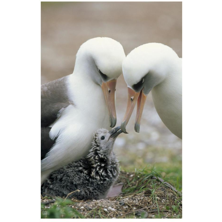 Laysan Albatross parents exchanging chick guarding duties, Midway Atoll, Hawaii-Paper Art-18&quotx26"