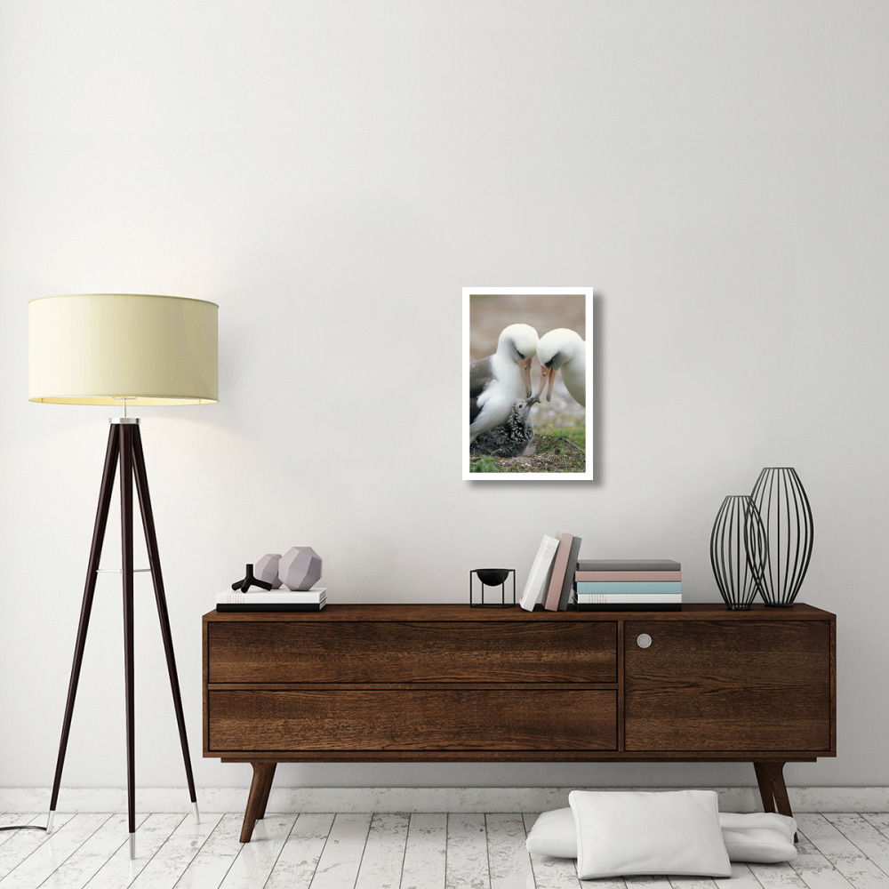 Laysan Albatross parents exchanging chick guarding duties, Midway Atoll, Hawaii-Paper Art-18&quotx26"