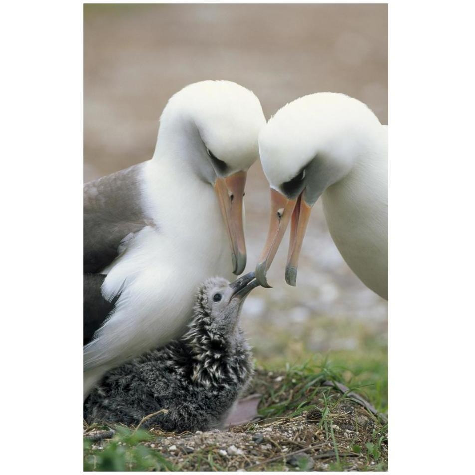 Laysan Albatross parents exchanging chick guarding duties, Midway Atoll, Hawaii-Paper Art-22&quotx32"
