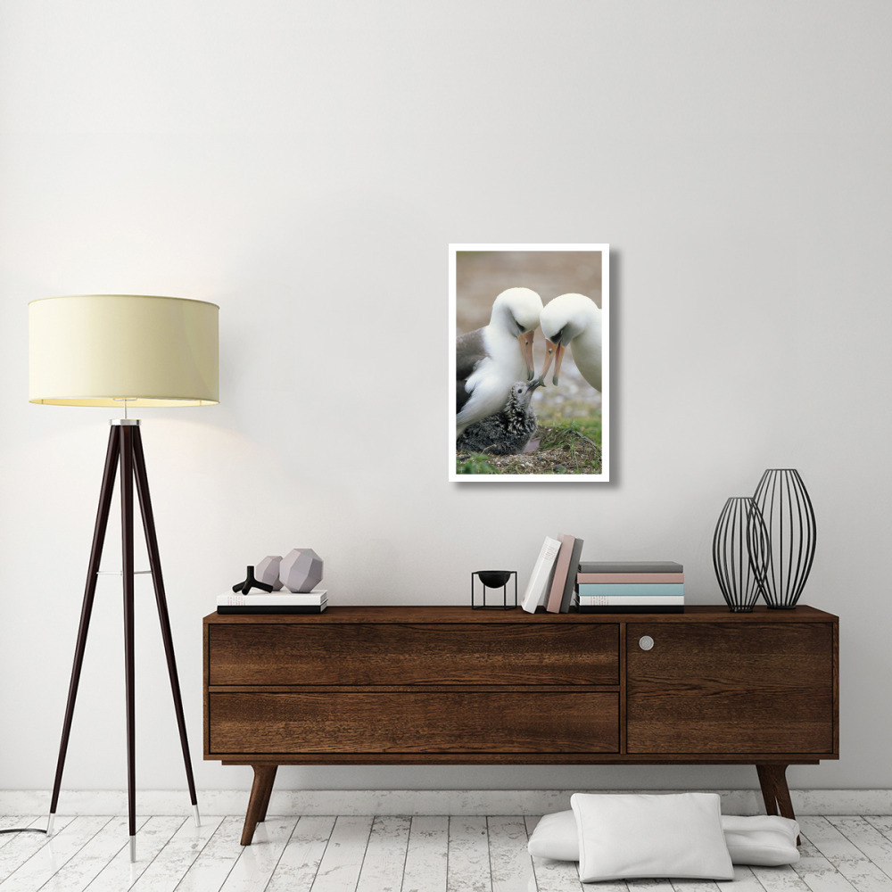 Laysan Albatross parents exchanging chick guarding duties, Midway Atoll, Hawaii-Paper Art-22&quotx32"