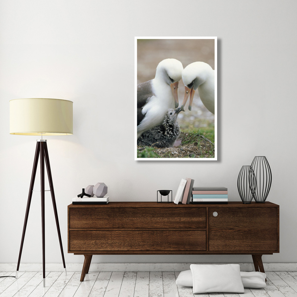 Laysan Albatross parents exchanging chick guarding duties, Midway Atoll, Hawaii-Paper Art-34&quotx50"