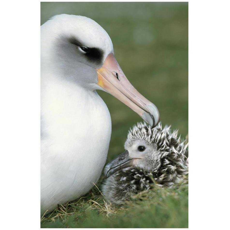 Laysan Albatross parent guarding young chick, Midway Atoll, Hawaii-Paper Art-22&quotx32"