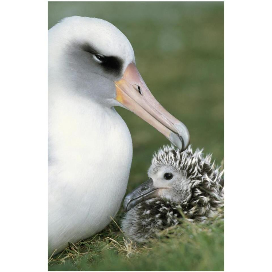 Laysan Albatross parent guarding young chick, Midway Atoll, Hawaii-Paper Art-26&quotx38"