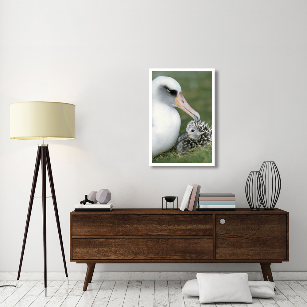 Laysan Albatross parent guarding young chick, Midway Atoll, Hawaii-Paper Art-26&quotx38"